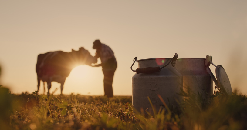The silhouette of a farmer and cow on a dairy farm. Milk cans in the foreground.