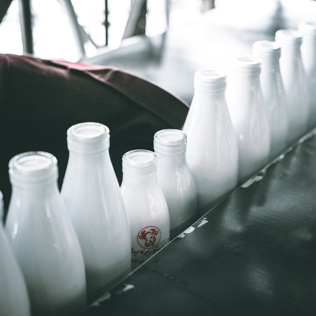 row of glass milk bottles, one with cow logo