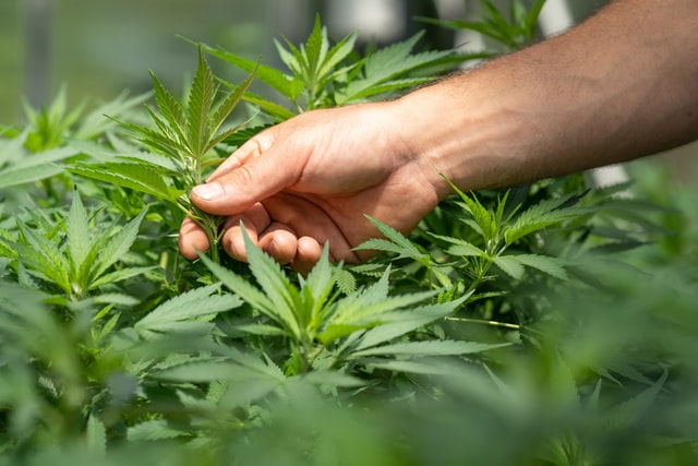 close-up of hand examining cannabis plants