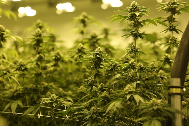 cannabis plants in a cultivation facility