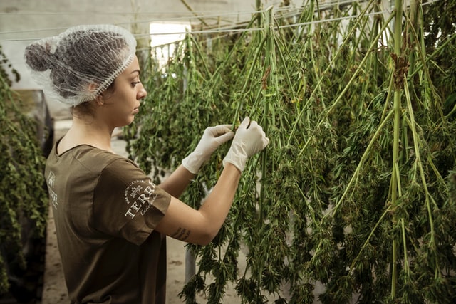 woman in hair net and gloves working with cannabis hung to dry